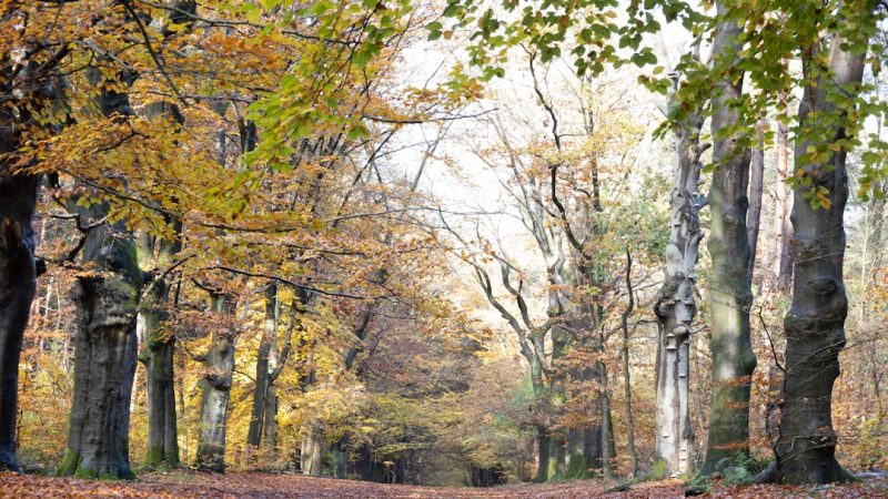 Строительство домов из бруса под ключ в Екатеринбурге