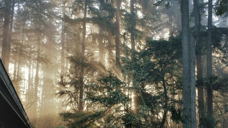 Строительство домов из бруса под ключ в Екатеринбурге