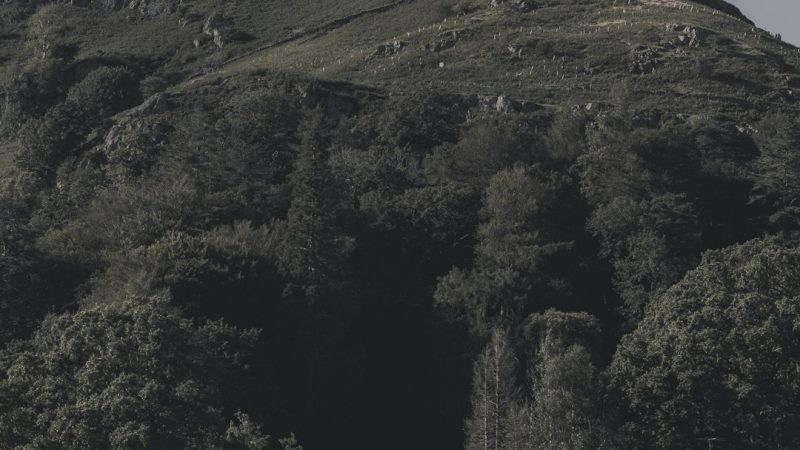 Деревянное домостроение в Екатеринбурге из клееного бруса и оцилиндрованного бревна