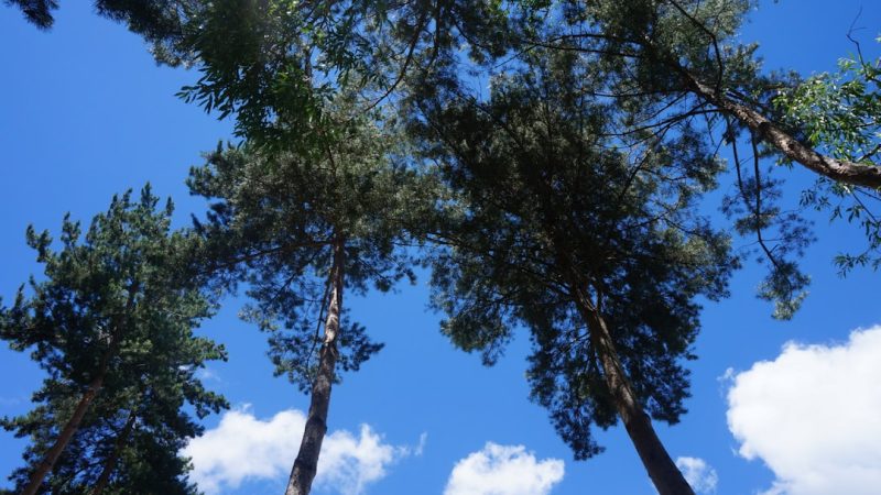 Строительство домов из бруса в Екатеринбурге