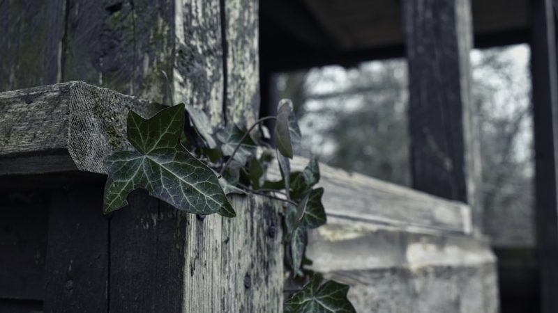 Строительство домов из бруса