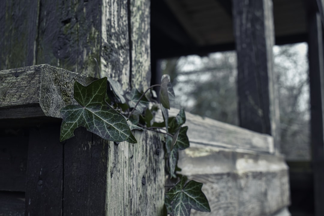 Строительство домов из бруса